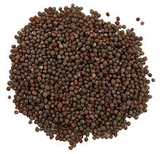 Ooty Mustard Seeds (Medium Size) - 100gm - Firaana
